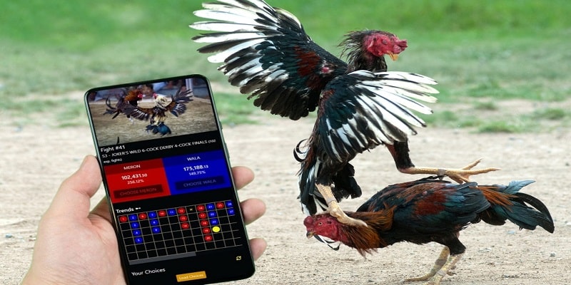 Chi tiết quy trình các bước tham gia sảnh đấu gà cá cược online